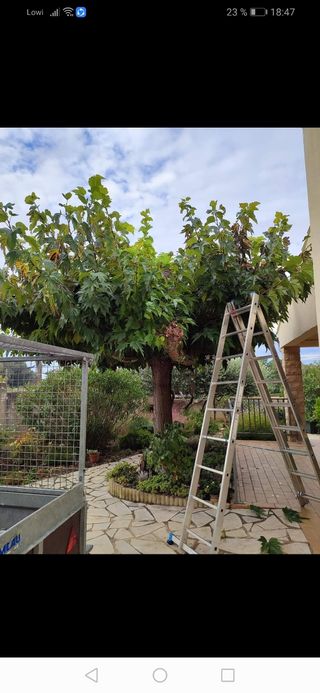 Jardinero economíco limpieza de parcelas 