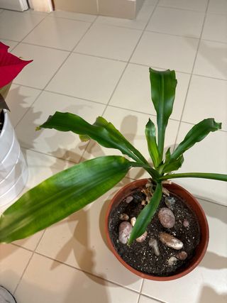 PLANTA. 