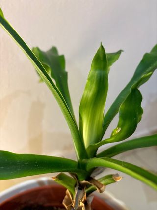 PLANTA. 