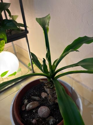 PLANTA. 