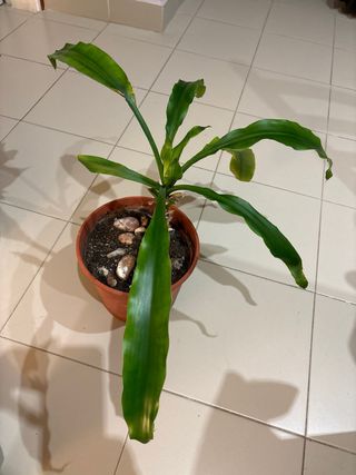 PLANTA. 