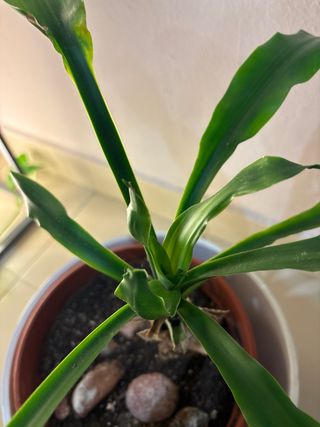 PLANTA. 