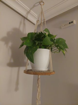Esquejes hijos de poto planta maceta