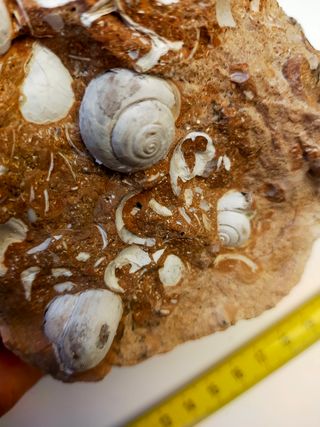 Piedra con fósiles de Marruecos