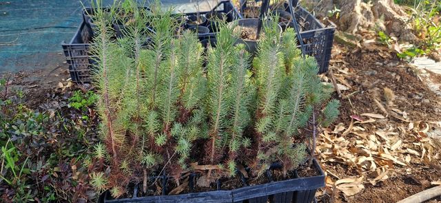 Pino piñonero variedad Fenix Verd planton