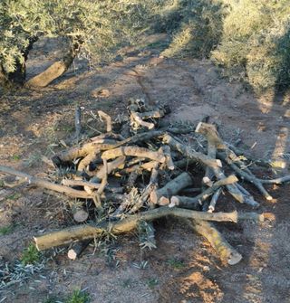 Leña de oliva verde