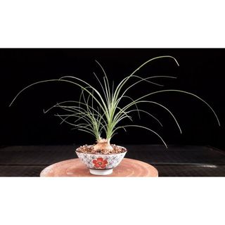 Nolina Maceta Flor Roja acompañamiento Bonsai