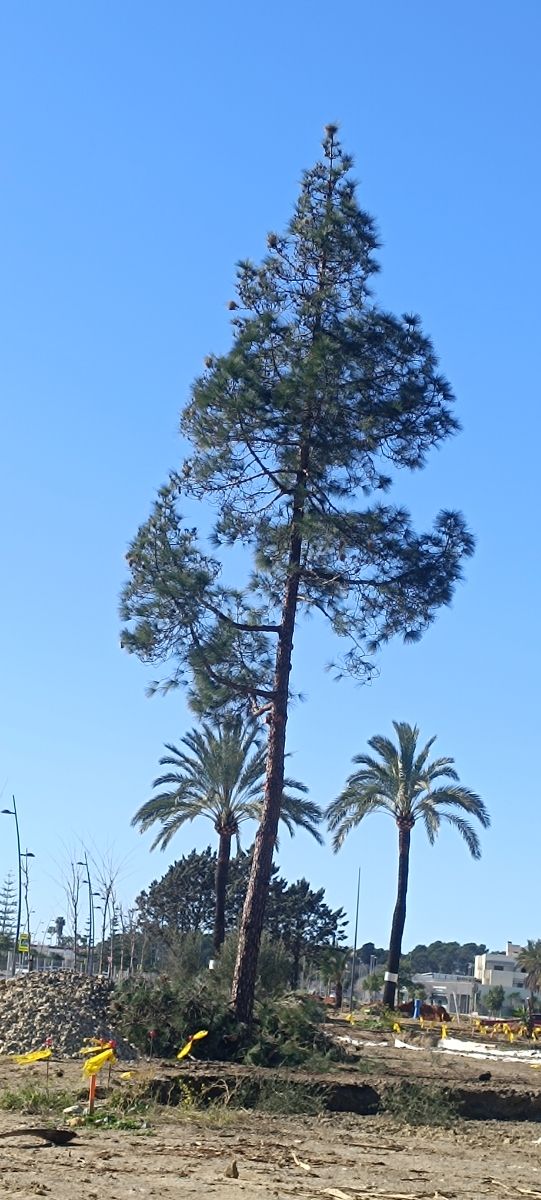 Podas y talas de arboles y palmeras