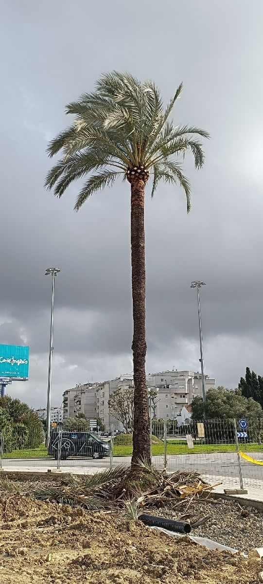 Podas y talas de arboles y palmeras