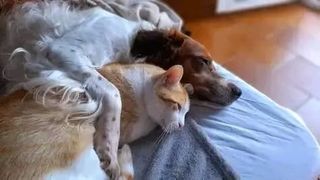 Cuidado y paseos de perros