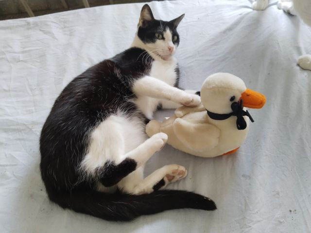 Patito de peluche
