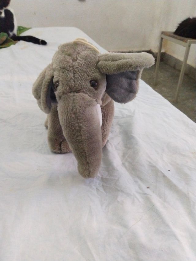 Elefante, peluche