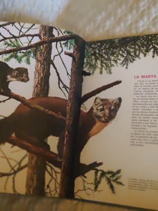 Animales de Europa y sus crías