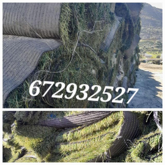 CESPED UNICO JARDIN INOLVIDABLE