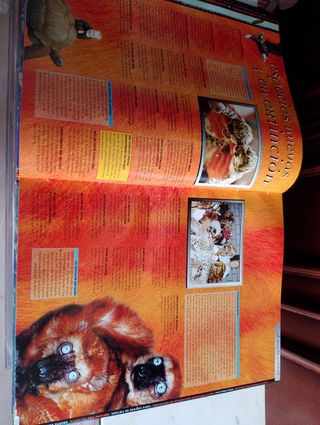 Libro guinness