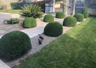 Jardínero económico