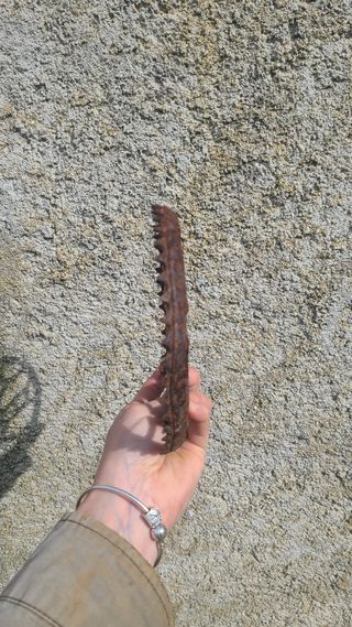 Catalina bicicleta vintage