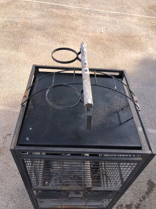 Jaula loro, agaporni, ave