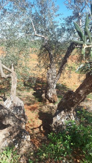 Olivas centenarias