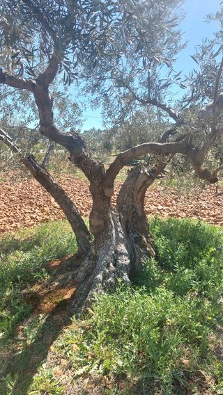 Olivas centenarias