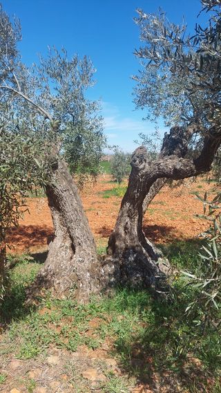 Olivas centenarias
