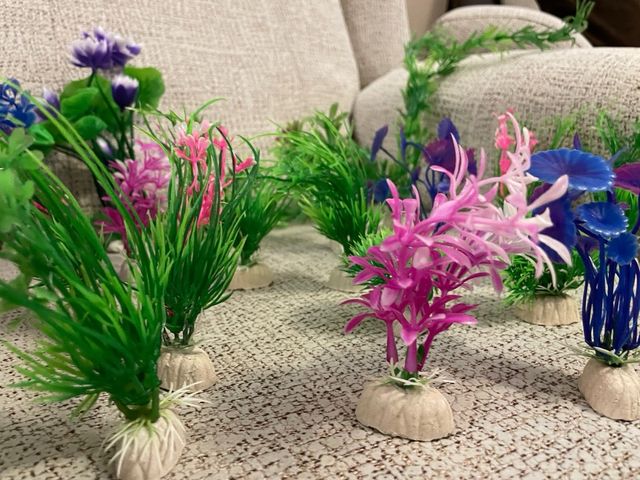 Pack plantas acuario