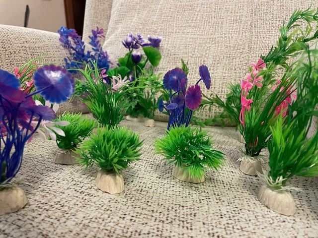 Pack plantas acuario