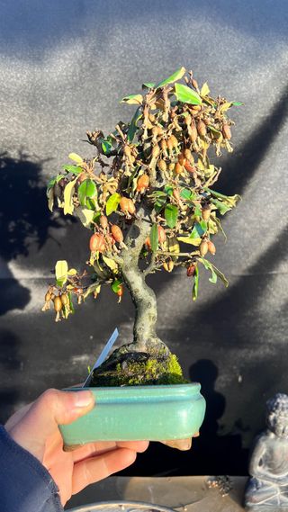 BONSAI ELEAGNUS PUNGENS HOJA DIMINUTA