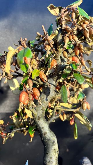 BONSAI ELEAGNUS PUNGENS HOJA DIMINUTA