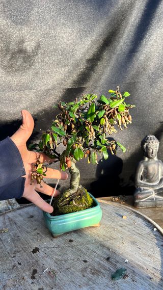 BONSAI ELEAGNUS PUNGENS HOJA DIMINUTA