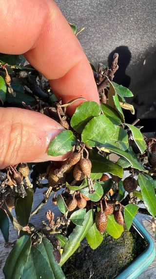 BONSAI ELEAGNUS PUNGENS HOJA DIMINUTA