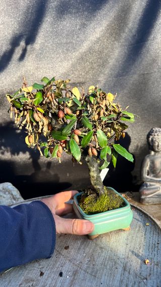 BONSAI ELEAGNUS PUNGENS HOJA DIMINUTA