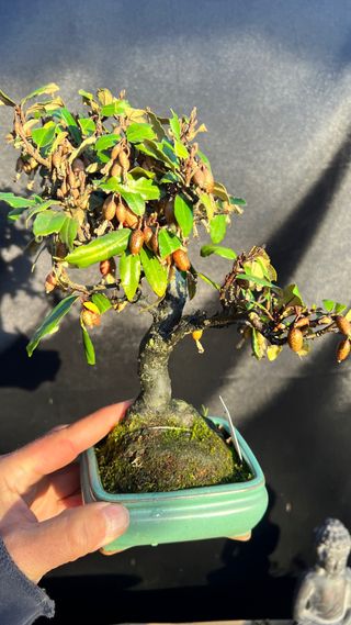 BONSAI ELEAGNUS PUNGENS HOJA DIMINUTA