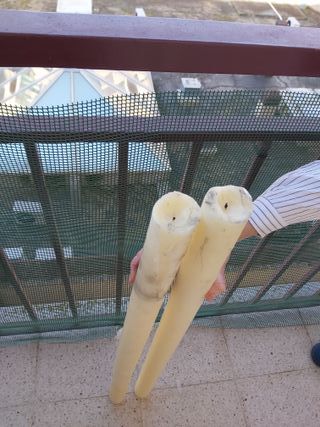 Cirios para procesión Semana Santa