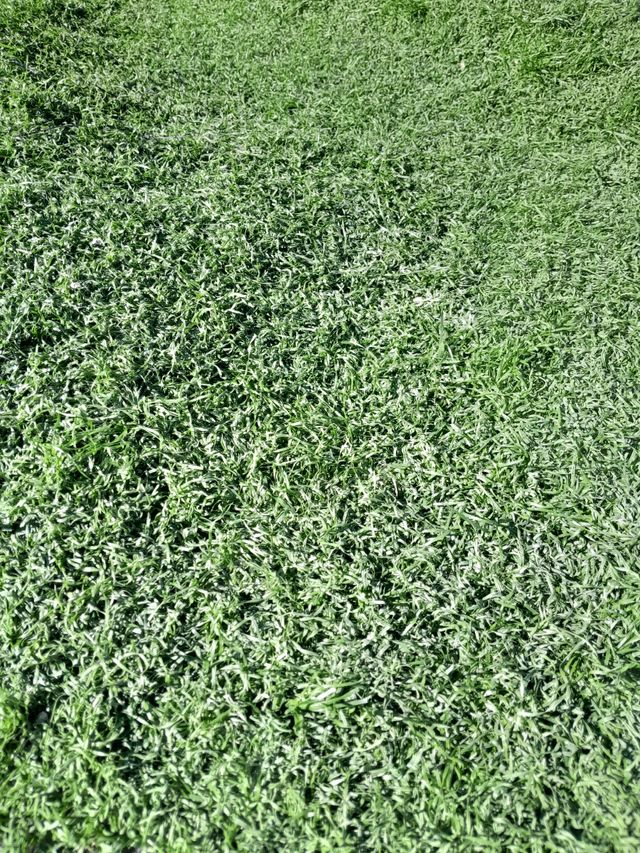 🏡Césped sintético: estilo y sencillez 🏡