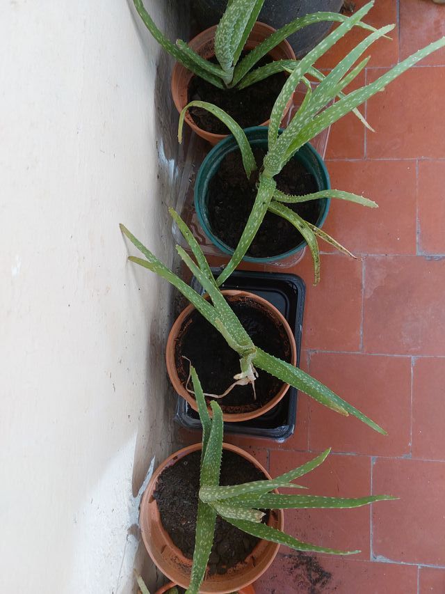 Plantas de Aloe Vera.