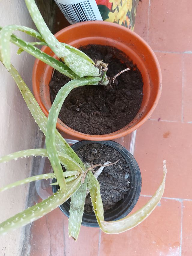 Plantas de Aloe Vera.