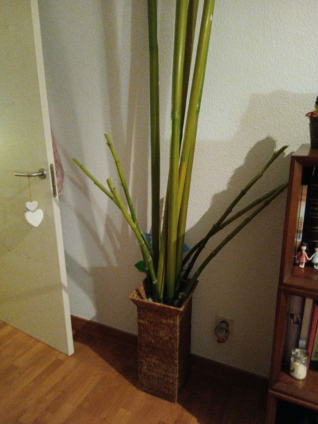 Macetero decorativo con cañas