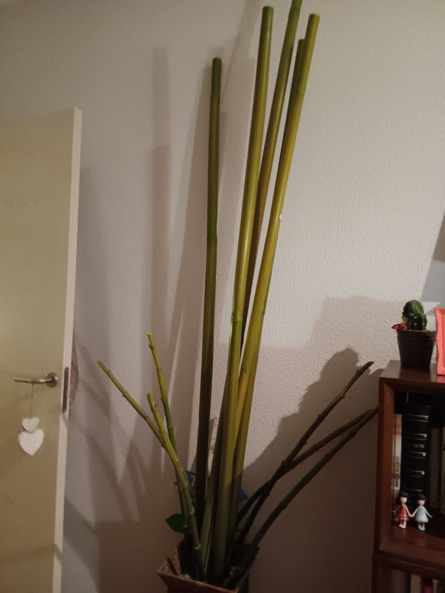 Macetero decorativo con cañas