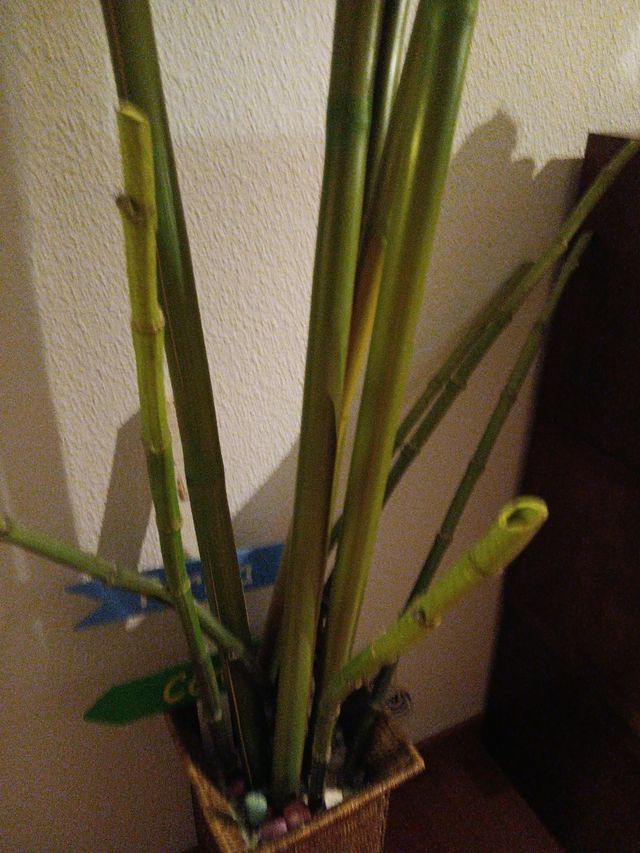 Macetero decorativo con cañas