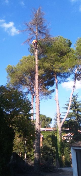 Limpieza de parcelas 