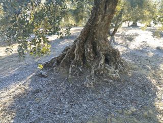 olivos centenarios