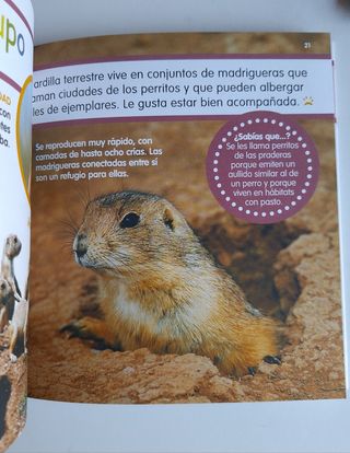 Lote cuentos Mis animales favoritos