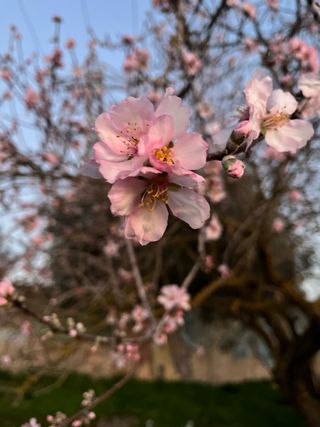 Jardinero Podas frutales y arboles,mantenimientos