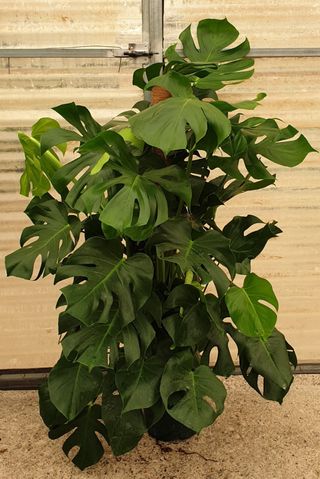 Jardinero Podas frutales y arboles,mantenimientos