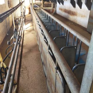 Máquina de ordeñar