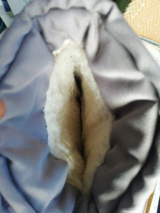 2 pares Botas nieve monte T. 36 y 37