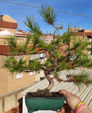 Bonsai pino halapinensis