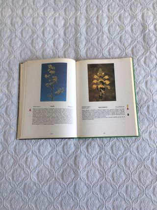 Plantas de los caminos de La Rioja