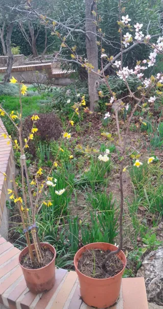 Plantas de jardín y terraza OFERTA ,ALIBUSTRES.